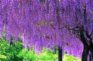 蓮花寺池公園の藤棚